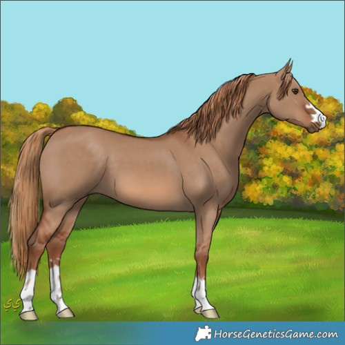 Horse Color:Unknown 