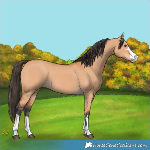 Horse Color:Unknown 