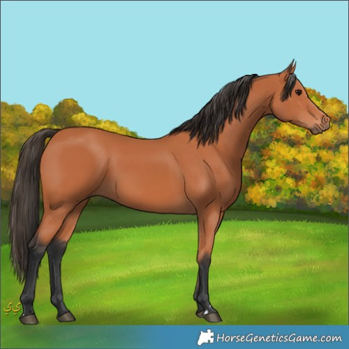 Horse Color:Unknown 