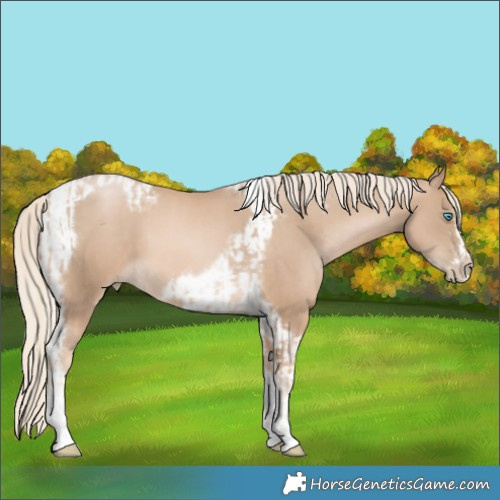 Horse Color:Chocolate Palomino Pearl Tobiano Frame  and Chocolate Palomino Pearl Tobiano Frame 