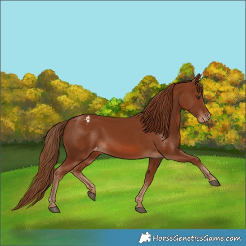 Horse Color:Chestnut Appaloosa 