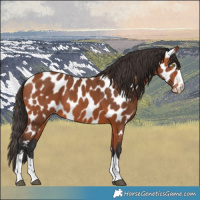 Horse Color:Bay Near Leopard