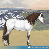 Horse Color:Bay Roan Dun Near Fewspot 