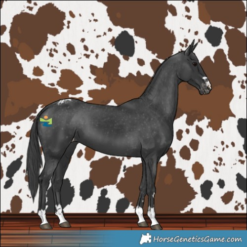 Horse Color:Black Varnish 