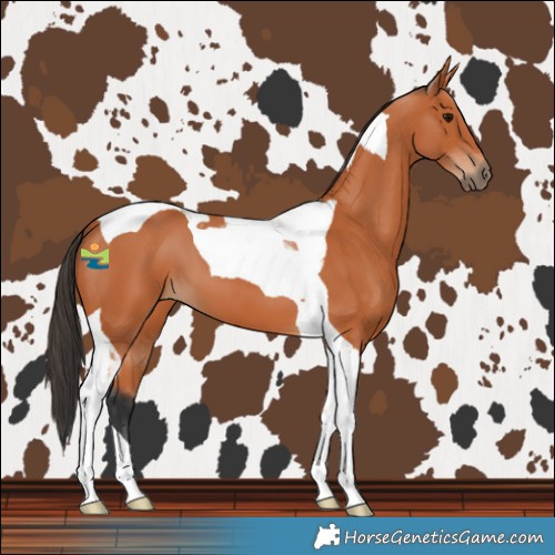 Horse Color:Bay Tobiano 