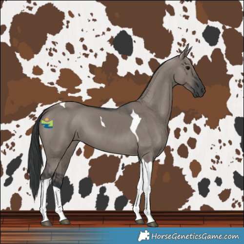 Horse Color:Grullo Tobiano 