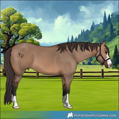 Horse Color:Bay Dun 