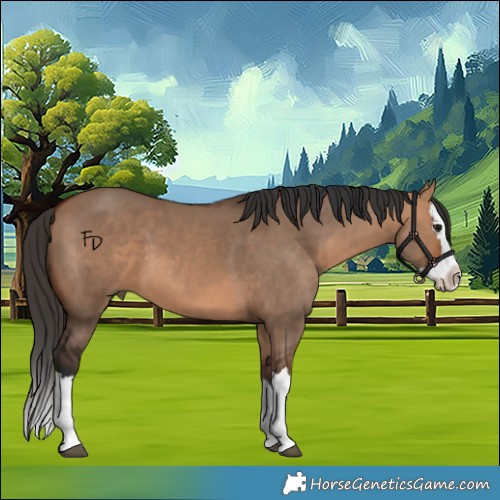 Horse Color:Bay Dun Splash 