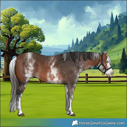 Horse Color:White Spotted Bay Splash 