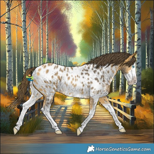 Horse Color:Buckskin Sabino Splash Appaloosa 