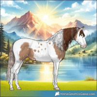 Horse Color:Red Dun Splash Tobiano Appaloosa