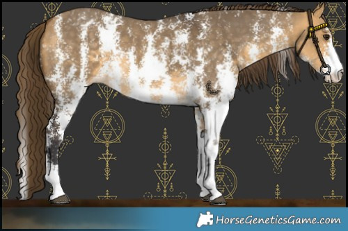 Horse Color:Buckskin Dun Sabino Varnish 