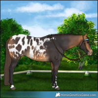 Horse Color:Buckskin Blanket