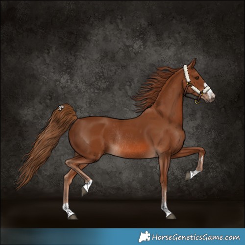 Horse Color:Chestnut Rabicano