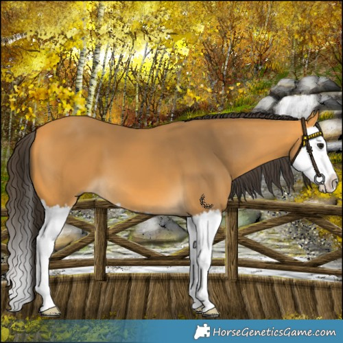 Horse Color:Buckskin Splash 