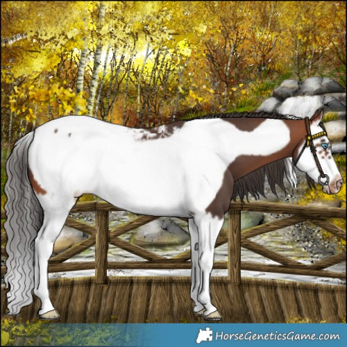 Horse Color:Bay Splash Frame Snowcap 