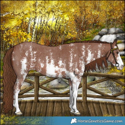 Horse Color:Chestnut Sabino 