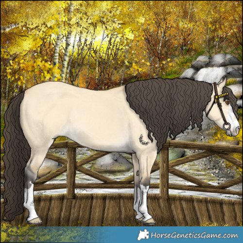 Horse Color:Buckskin Dun 
