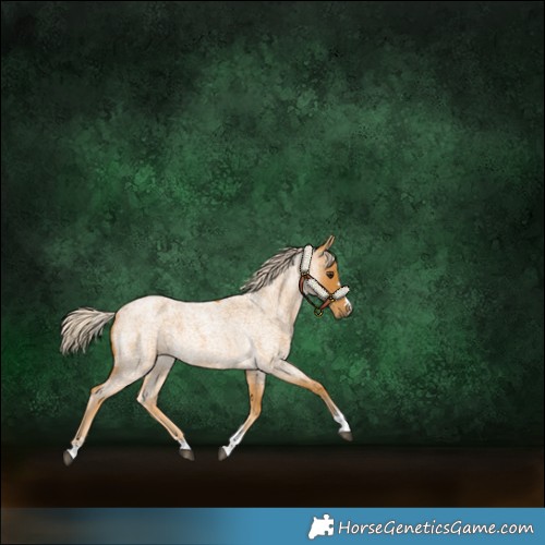 Horse Color:Palomino Roan 