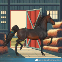 Horse Color:Bay 