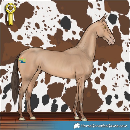 Horse Color:Amber Champagne 