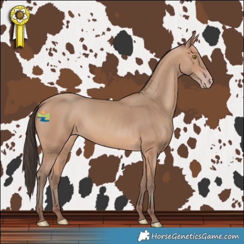 Horse Color:Amber Champagne 