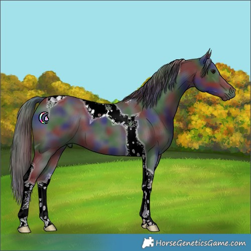 Horse Color:Nacre Black Tobiano 