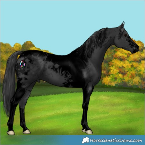 Horse Color:Void Black Tobiano 