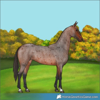 Horse Color:Bay Roan 