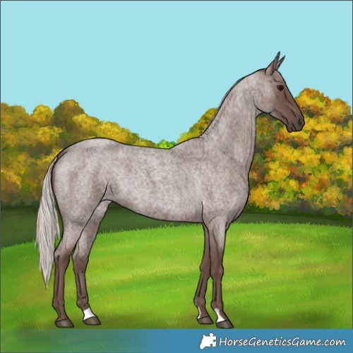 Horse Color:Silver Blue Roan
