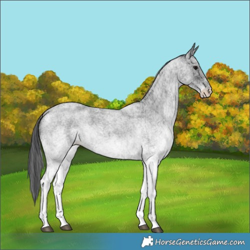 Horse Color:White Spotted Blue Roan