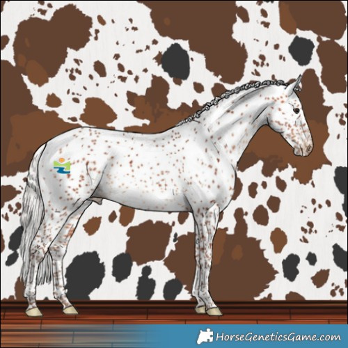 Horse Color:White Spotted Silver Bay 