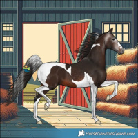 Horse Color:Gray Bay Tobiano 