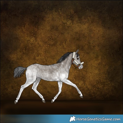 Horse Color:White Spotted Grullo Tobiano