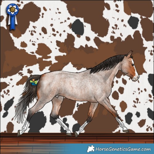 Horse Color:Bay Roan Splash Rabicano 