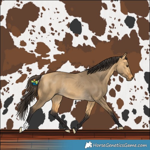 Horse Color:Buckskin Dun Rabicano 