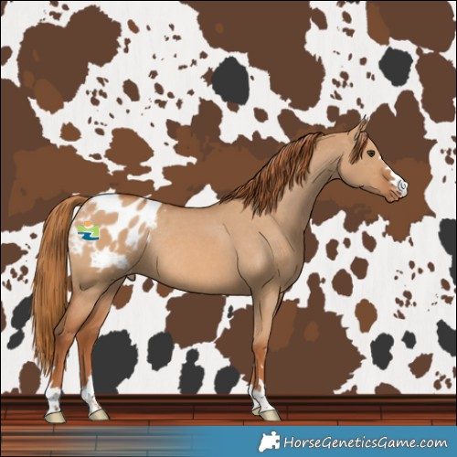 Horse Color:Red Dun Blanket Rabicano 