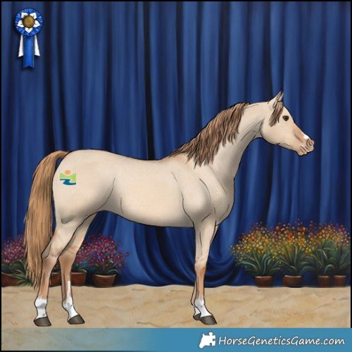 Horse Color:Red Dun Appaloosa Rabicano 