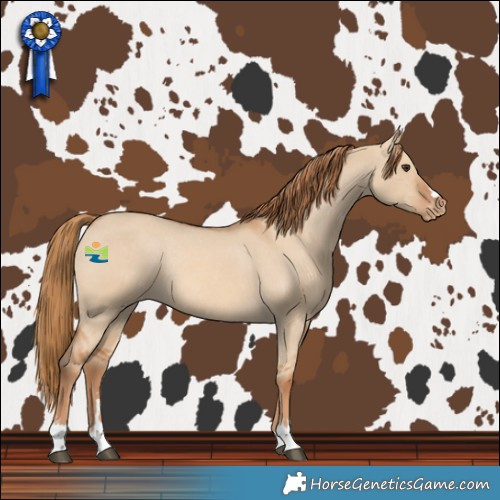 Horse Color:Red Dun Varnish Rabicano 