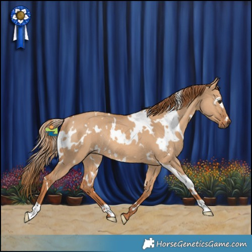 Horse Color:White Spotted Red Dun Rabicano 
