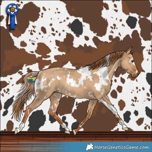 Horse Color:White Spotted Red Dun Rabicano 