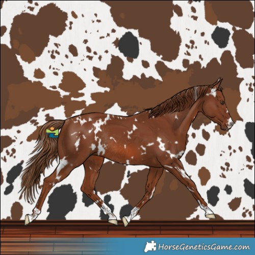 Horse Color:White Spotted Chestnut Rabicano 