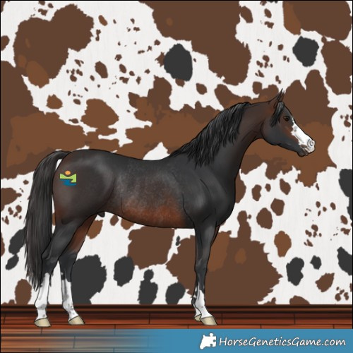 Horse Color:Brown Rabicano 