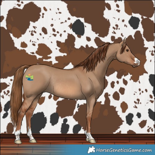 Horse Color:Red Dun Rabicano 