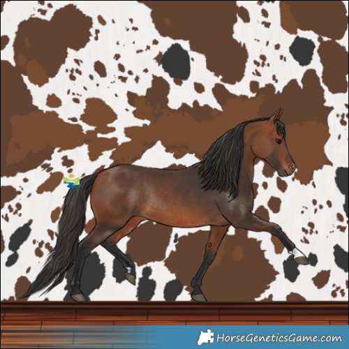 Horse Color:Bay Rabicano 