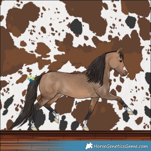 Horse Color:Bay Dun Rabicano 