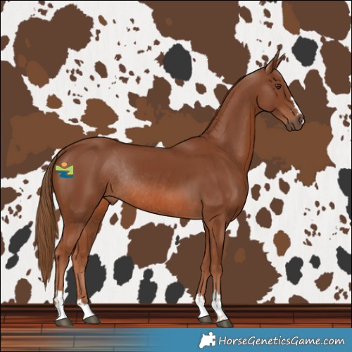 Horse Color:Chestnut Rabicano 