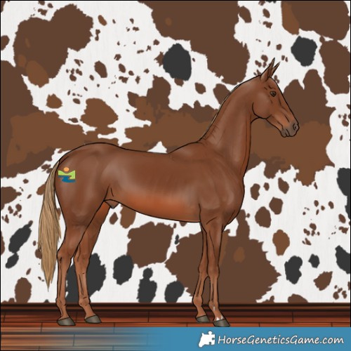 Horse Color:Chestnut Rabicano 