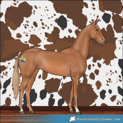 Horse Color:Chestnut Rabicano 