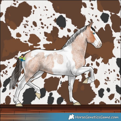 Horse Color:Bay Roan Splash Tobiano 